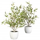 18" Olive Tree w/Vase (Set of 2)