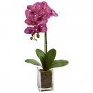 24” Orchid Phalaenopsis in vase (Purple Cream)