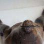 Antique Natural Wood Polished Fox Head Shaped Primitive Wooden Art Rare 10"