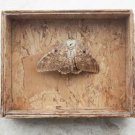 Vintage Preserved Dried Large Butterfly in Wooden Box with Glass Home Decoration