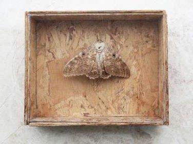 Vintage Preserved Dried Large Butterfly in Wooden Box with Glass Home Decoration
