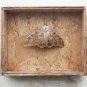 Vintage Preserved Dried Large Butterfly in Wooden Box with Glass Home Decoration