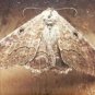 Vintage Preserved Dried Large Butterfly in Wooden Box with Glass Home Decoration