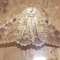 Vintage Preserved Dried Large Butterfly in Wooden Box with Glass Home Decoration