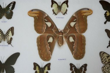Real Butterfly Taxidermy Insect Framed Glass Entomology Mix Collection of 10 XXL