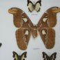 Real Butterfly Taxidermy Insect Framed Glass Entomology Mix Collection of 10 XXL