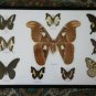Real Butterfly Taxidermy Insect Framed Glass Entomology Mix Collection of 10 XXL