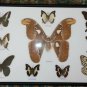 Real Butterfly Taxidermy Insect Framed Glass Entomology Mix Collection of 10 XXL