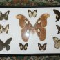 Real Butterfly Taxidermy Insect Framed Glass Entomology Mix Collection of 10 XXL