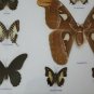 Real Butterfly Taxidermy Insect Framed Glass Entomology Mix Collection of 10 XXL