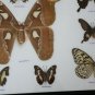 Real Butterfly Taxidermy Insect Framed Glass Entomology Mix Collection of 10 XXL