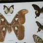 Real Butterfly Taxidermy Insect Framed Glass Entomology Mix Collection of 10 XXL