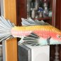 Old Vintage Hand Crafted and Painted Wooden Fish Figure Statue Collectible Rare