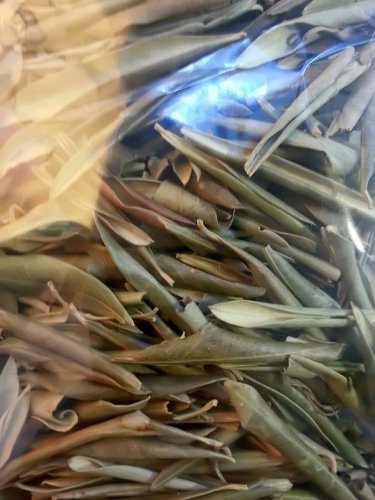 Olive tea. Infusion. Olea europae. Buy 2 and get 3. Cholesterol and blood pressure reducer.