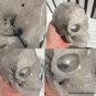 Large Activated MASTER ENTITY Dendritic QUARTZ crystal Skull Manifestation Luck Good Fortune