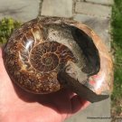 Ancient Large Ammolite Gemstone Bowl Ammonite Fossil Opalized Aragonite Spiritual Awakening
