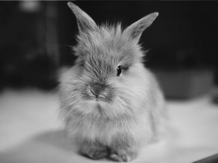 Small Cute Dwarf Rabbit BW Animal 32x24 Print Poster