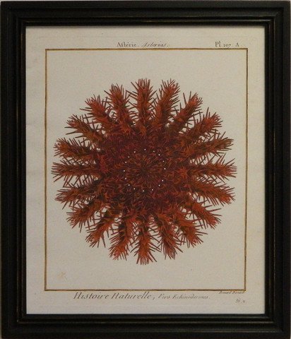 Sea Urchin I - Red