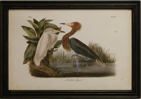 Audubon Reddish Egret