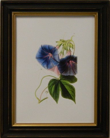 Edwards botanical VI