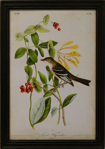 Audubon Least Flycatcher