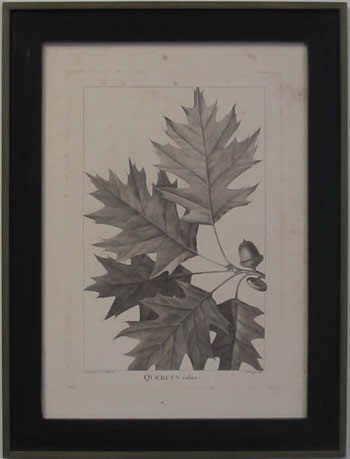American Oaks I