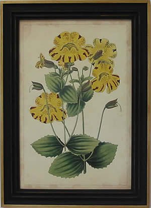 Curtis Blooms Yellow I - Black Frame
