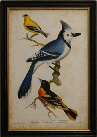 Wilson's Blue Jay