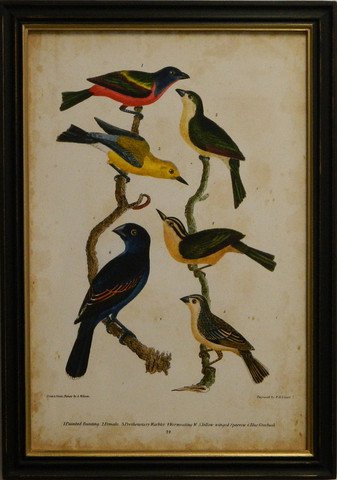 Wilson's Painted Bunting