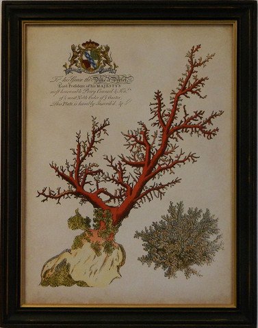 Imperial Coral II