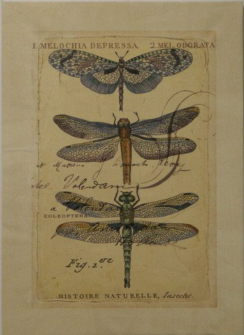 Dragonfly Ephemera I