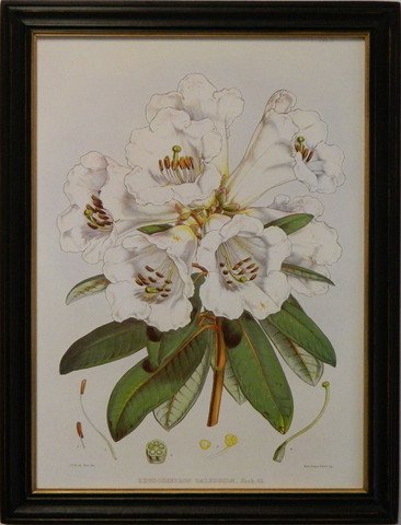 Rhododendron I