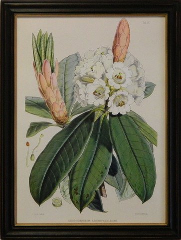Rhododendron II