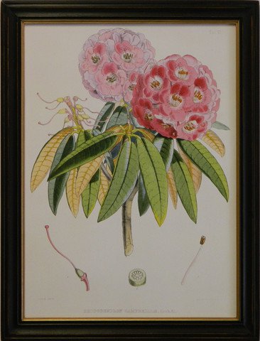 Rhododendron VI