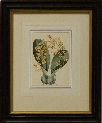 Vintage English Botanical Study Yellow I
