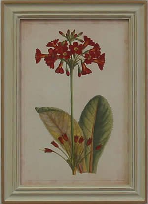 Curtis Blooms Red I - Pussywillow Frame