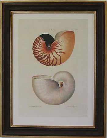 Nautilus I Teak Frame