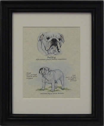Bulldog White-Stack