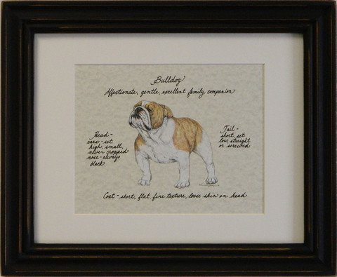 Bulldog, Red & White