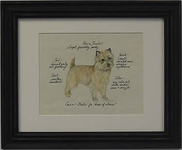 Cairn Terrier, Fawn