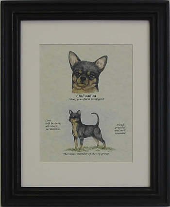 Chihuahua Short Hair Black & Tan-Stack