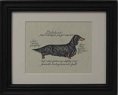 Dachshund Long Hair, Black & Tan