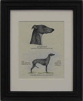 Greyhound Black-Stack