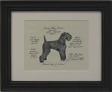 Kerry Blue Terrier