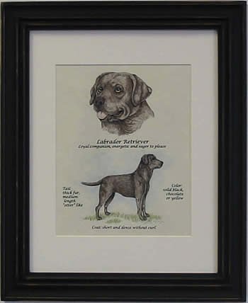 Labrador Retriever Chocolate-Stack