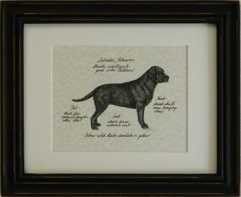 Labrador Retriever, Black