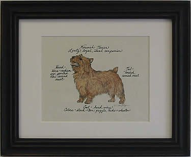 Norwich Terrier