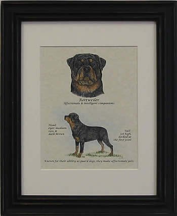 Rottweiler-Stack