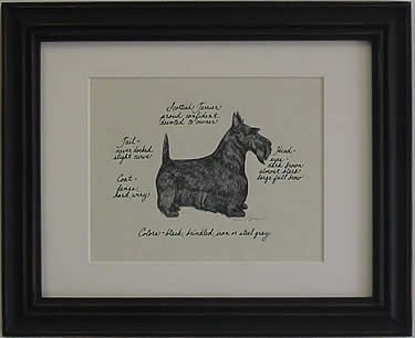 Scottish Terrier