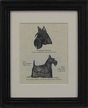Scottish Terrier-Stack